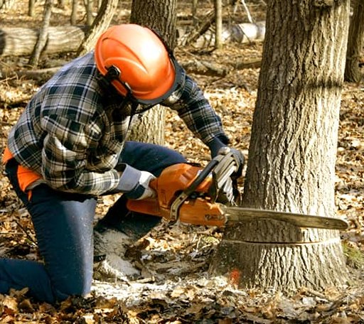 Tree Removal in Guy, AR